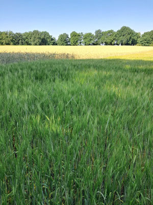 Sommergerste am Lernpfad