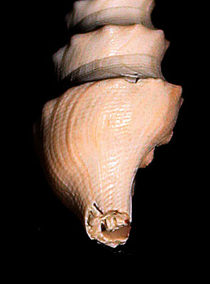 Turricula dimidiata, Quattro Castella (RE), Pliocene, dettaglio dell'ornamentazione dell'ultimo giro