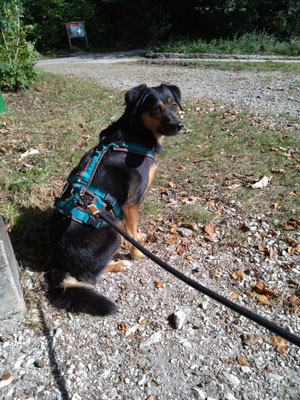 WILMA