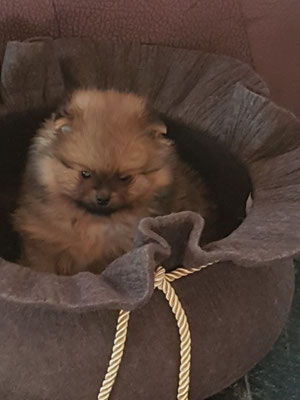 Pomeranian Verkauf Taischan Pomeranian Zwergspitz Chihuahua