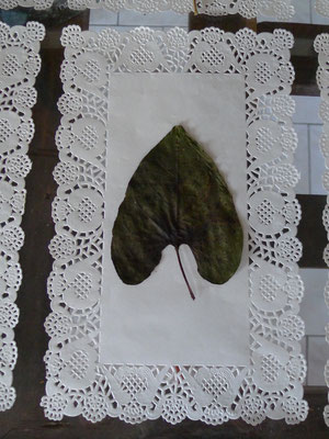 Herbiers papier-dentelle Caroline Delannoy