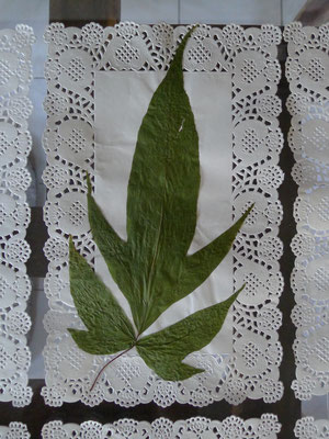 Herbiers papier-dentelle Caroline Delannoy