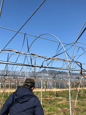 香月ワインズ　2019年1月　メルロー畑1