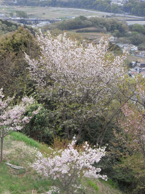 弘法山、桜