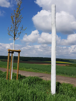 Eiche und Stele auf dem Weinberg mit Blick Richtung Limesstein und Rommelhausen