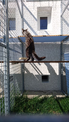 Berlioz dans sa pension féline un chat heureux