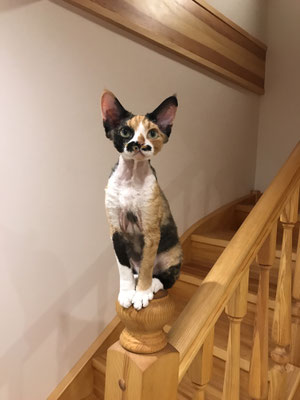 Mitava Winona Devon Rex