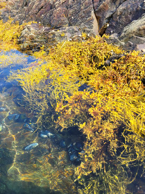 leichte Ernte in seichtem Wasser