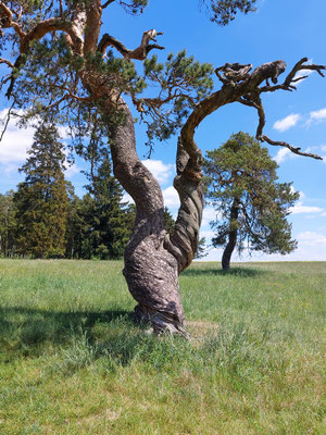 Der verdrehte Baum - Magnetfelder