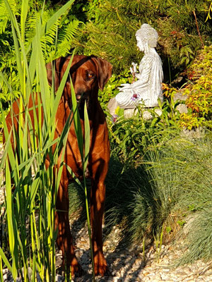 Damisi bei uns im Garten mit genau 4 Jahren