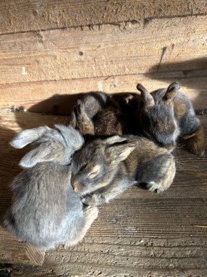 junge Bartkaninchen