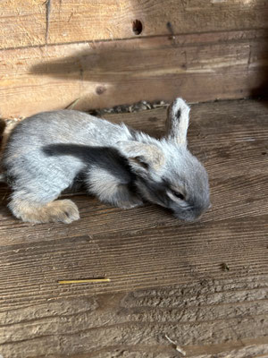 junge Bartkaninchen