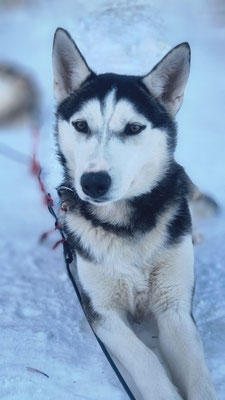 AKITA