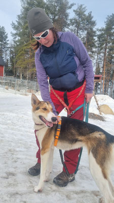 Huskytrekking bei Lapplands Drag