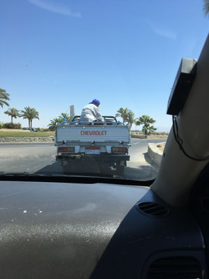 Modernes Kamel