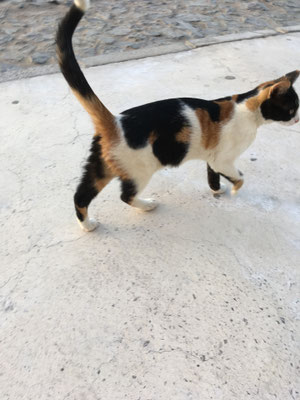 Katze auf Streife