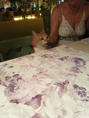 Katze am Restauranttisch