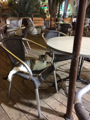 Katze in Straßenbar