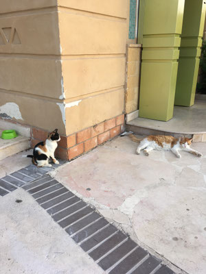Zwei Katzen auf Posten