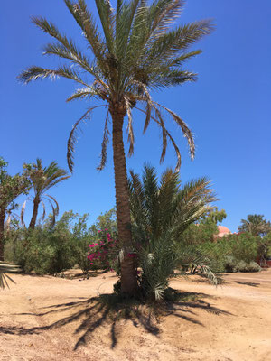 Palme