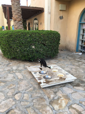 Katze wartet auf Nachschub