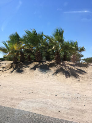 Wüstenstrauch vor El Gouna