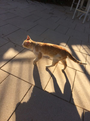 OASIS-Katze