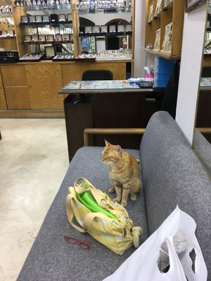 Katze im Juwelierladen