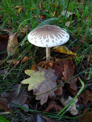 La saison des champignons