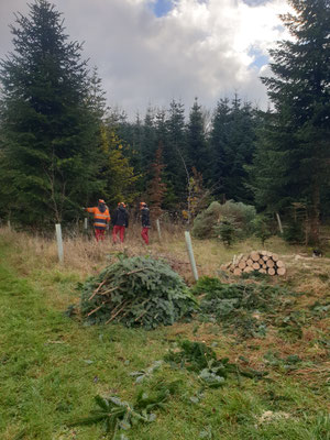 die Tannenbaumplantage