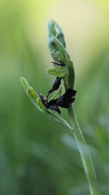 Ophrys insectifera, Fliegen Ragwuz, Oberösterreich
