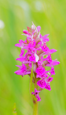 Dactylorhiza majalis, Breitblättrige Fingerwurz, Salzburg