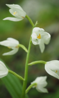 Cephalanthera damasonium, Breitblatt-Waldvöglein, Salzburg