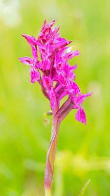 Dactylorhiza incarnata ssp. cruenta, Blutrote Fingerwurz, Südtirol