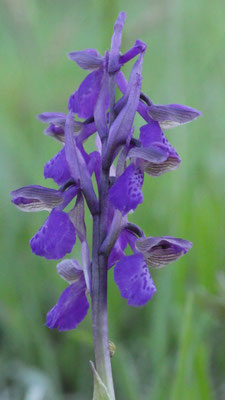 Anacamptis morio, Klein-Hundswurz, Oberösterreich