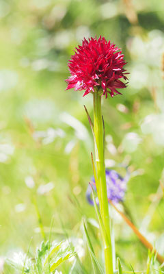 Nigritella rubra, Rotes Kohlröschen, Steiermark