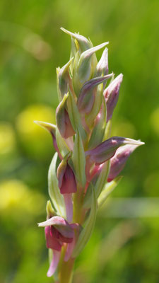 Anacamptis sancta, Heiliges Knabenkraut