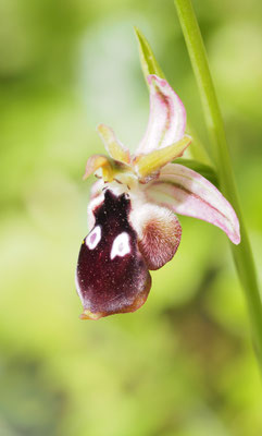 Ophrys reinholdii, Reinholds Ragwurz, Griechenland