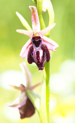 Ophrys...., Ragwurz, Griechenland