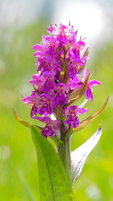 Dactylorhiza majalis, Breitblättrige Fingerwurz, Salzburg