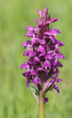 Dactylorhiza majalis, Breitblättrige Fingerwurz, Salzburg