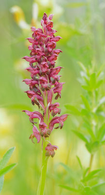 Anacamptis coriophora, Wanzen-Knabenkraut, Kärnten