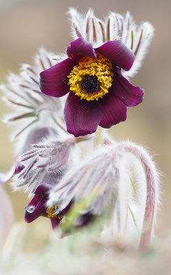 Österreich, Wiesen-Kuhschelle, Pulsatilla pratensis