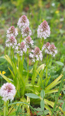 Anacamptis pyramidalis var. serotina, Spätblühende Pyramiden-Hundswurz