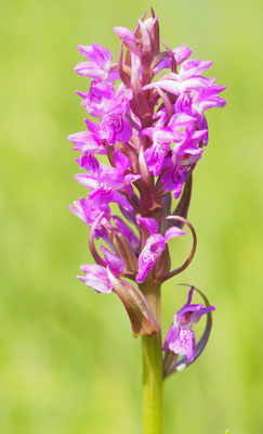 Dactylorhiza majalis, Breitblättrige Fingerwurz, Salzburg