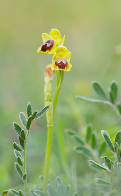 Ophrys lutea agg, Gelbe Ragwurz, Griechenland