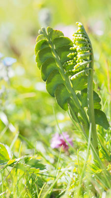 Österreich, Echte Mondraute, Botyrichium lunaria