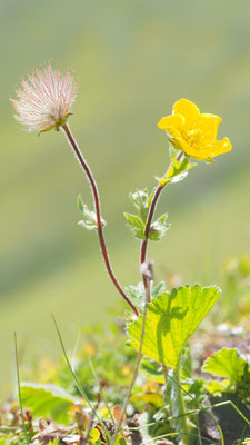 Österreich, Berg-Nelkenwurz, Geum montanum