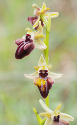 Ophrys mammosa, Busen-Ragwurz, Albanien