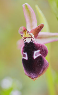 Ophrys reinholdii, Reinholds Ragwurz, Griechenland